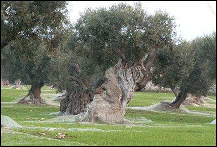 Ulivo - Foto di Pino Bova